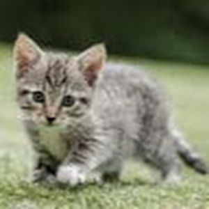 Meet your Posher, Hali